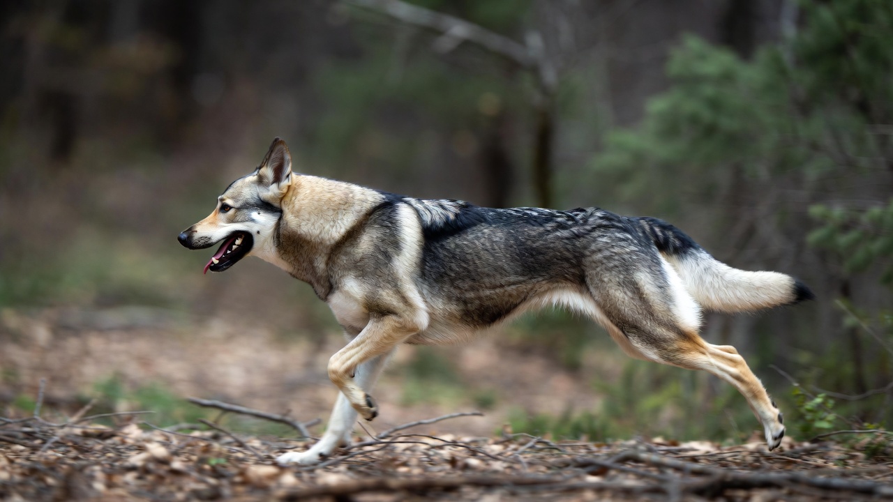 سگ چکسلواکین ولف داگ در حال دویدن در مسیر جنگلی با انرژی و قدرت بالا