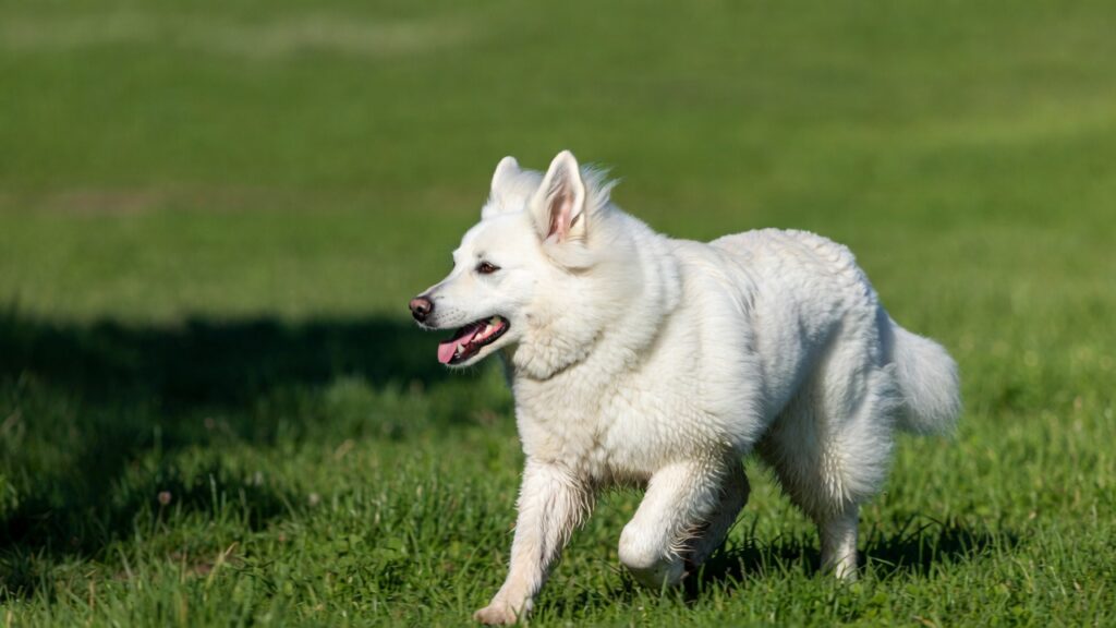 سگ سوئیس شپرد سفید در حال بازی و فعالیت بدنی در طبیعت